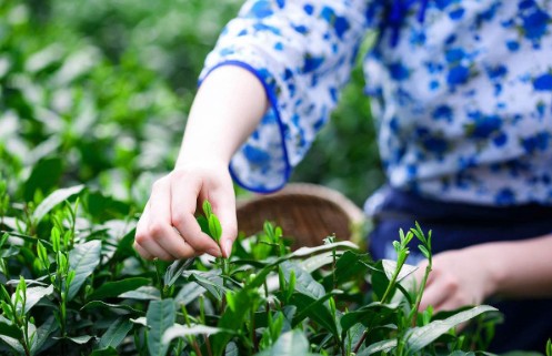 茶葉防偽標(biāo)簽定制